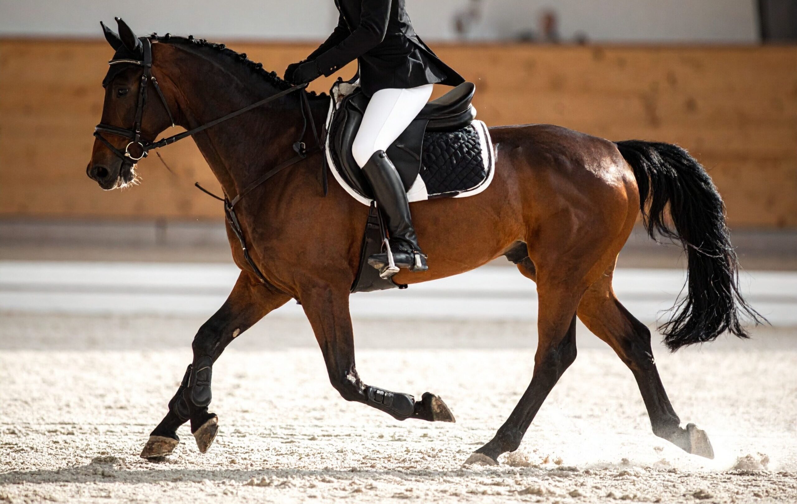 Close-up of a rider in white breeches and black tall boots riding a bay horse in a collected trot or canter during an indoor training session.