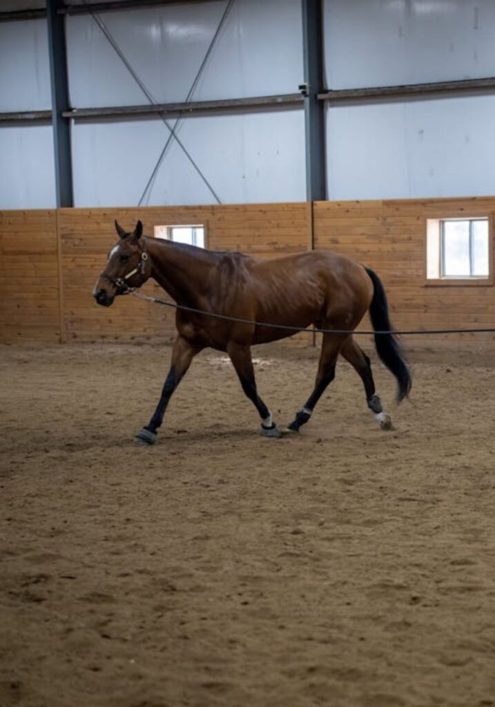 A dark bay horse with a black mane and tail walking across a dirt arena inside a heated indoor stable with walls.