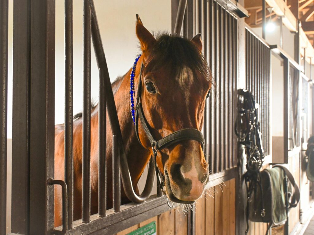 A close-up of a brown horse with a white patch on its nose peeking its head out from a wooden stable stall with black metal bars. The horse is wearing a black halter with a blue beaded decorative strand and has a calm expression.