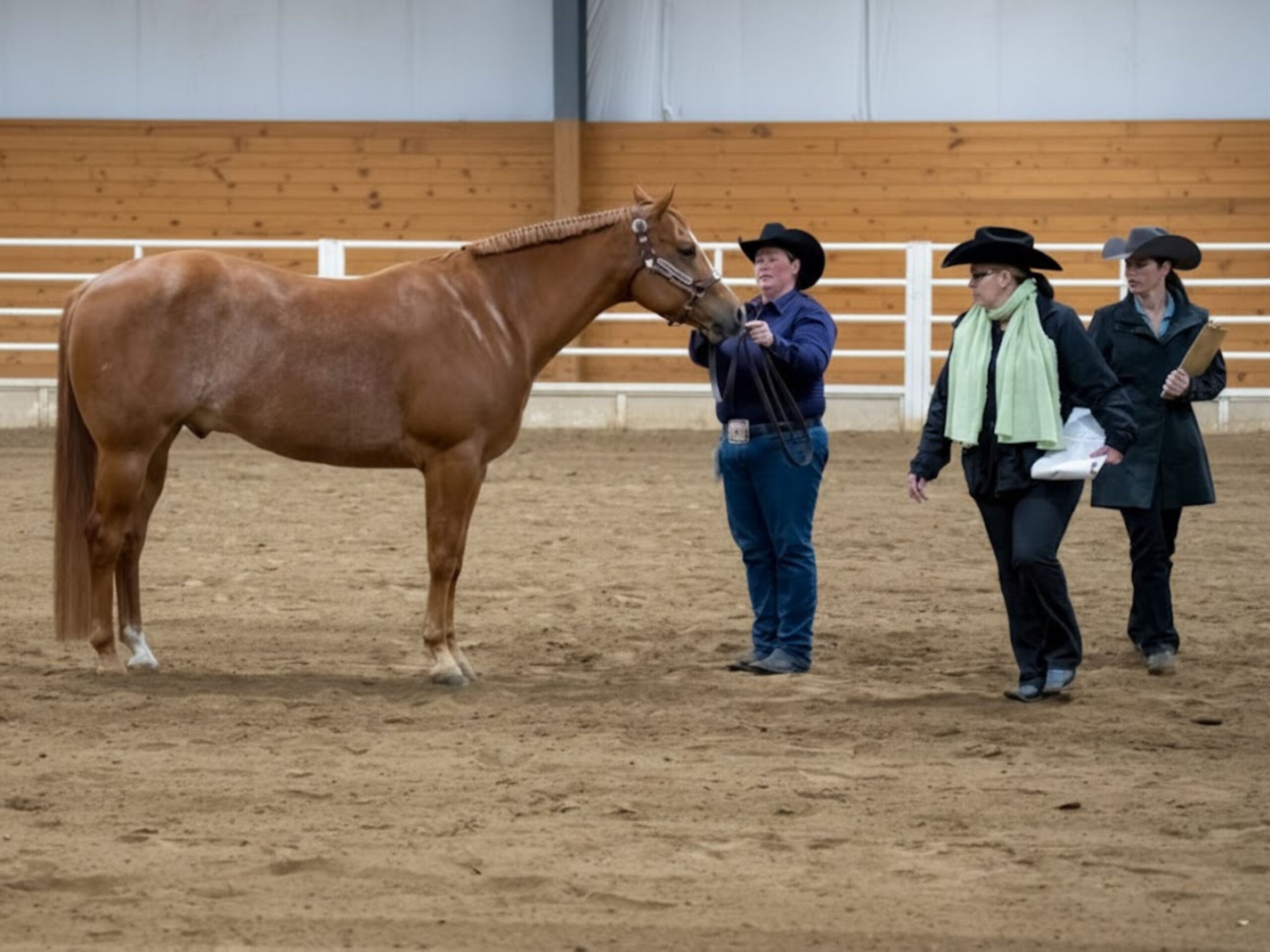 A chestnut Quarter Horse with a braided mane being shown at halter by a handler while two judges in western hats observe in a clean indoor arena.