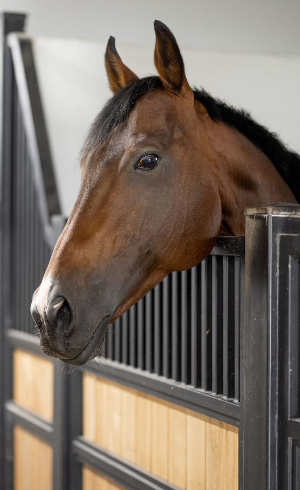 A horse looking over the bars of a wood and metal stall in a clean, professional stable aisle.